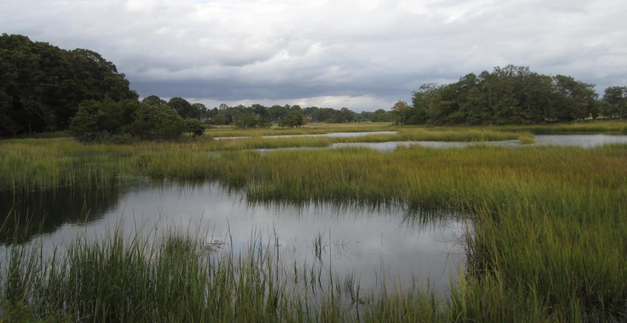 Shore at Marshlands Conservancy Photo: Jane Daniels