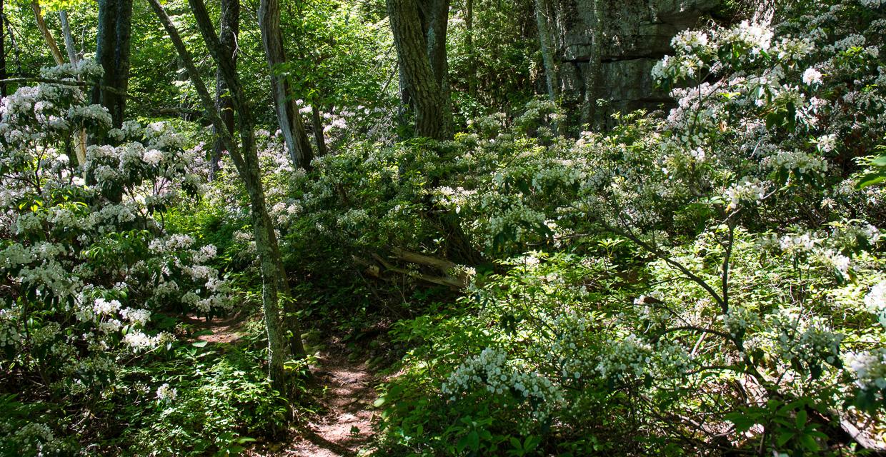 Along the Beacon Hill Trail Minnewaska State Park - Bill Roehrig