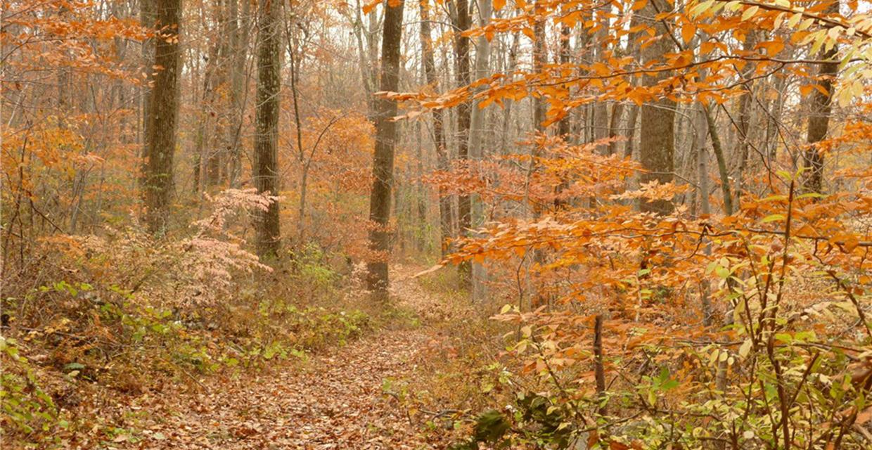 Along the NW Loop Trail - Ted Stiles Preserve at Baldpate Mountain - Photo credit: Daniela Wagstaff