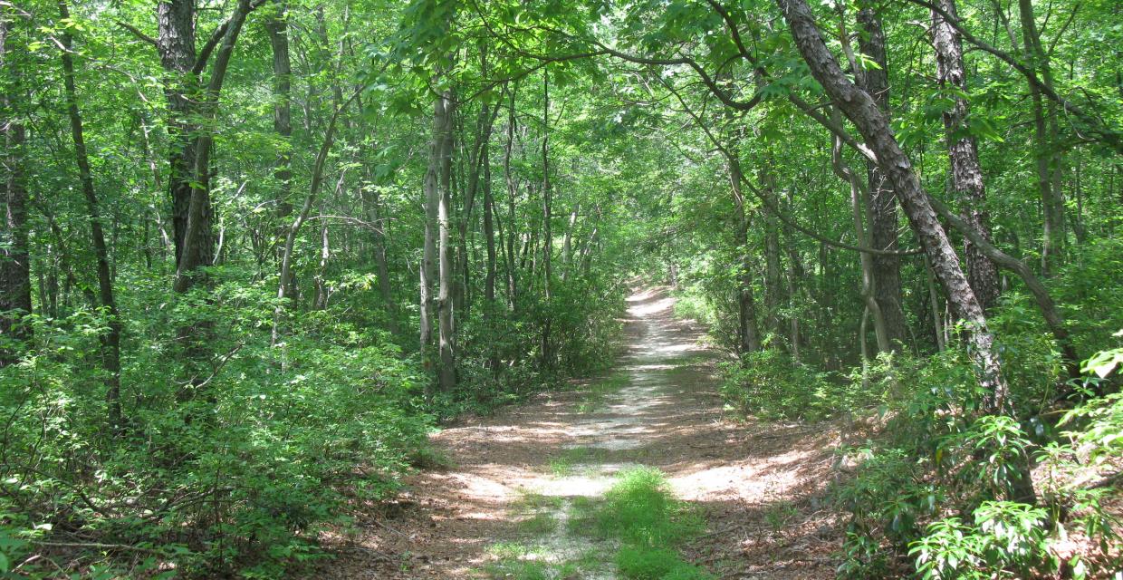 A sand road in Allaire State Park - Photo by Daniel Chazin