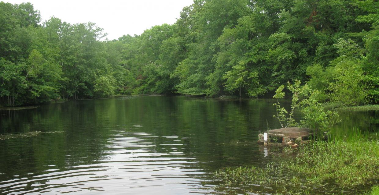 Pond along the Green Trail - Photo by Daniel Chazin