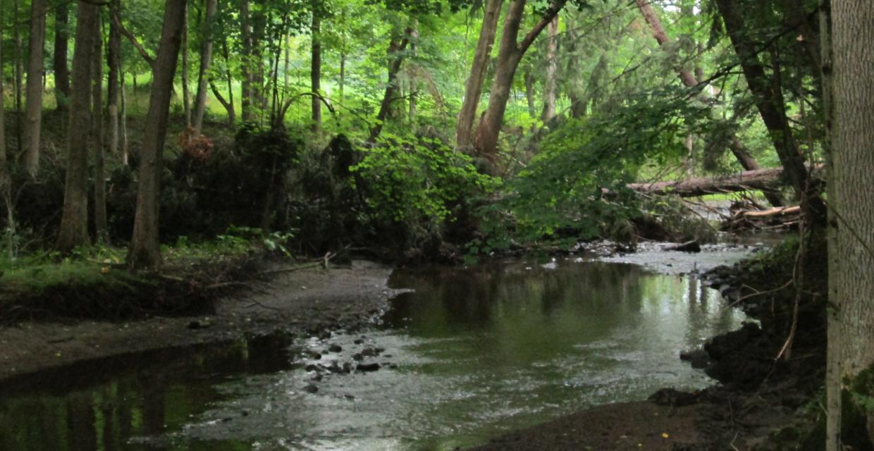 The green trail frequently parallels Hunter Brook Photo:Jane Daniels