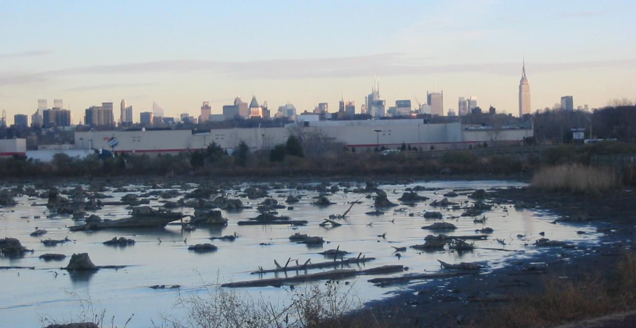 Cedar stumps along the trail, with the New York City skyline in the background - Photo by Daniel Chazin