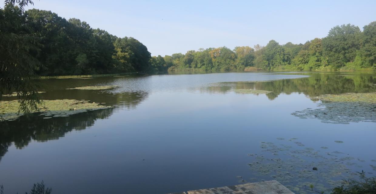 Van Cortlandt Lake - Photo by Daniel Chazin