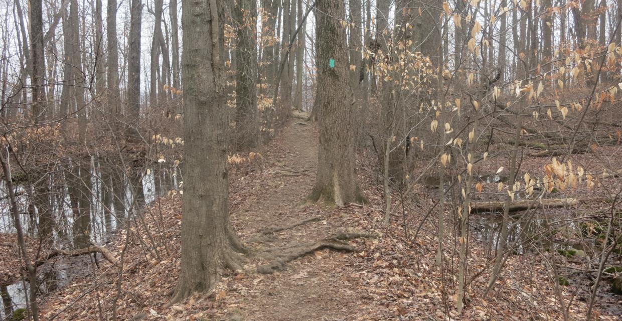 The Long Path in Tallman Mountain State Park. Photo by Daniel Chazin.