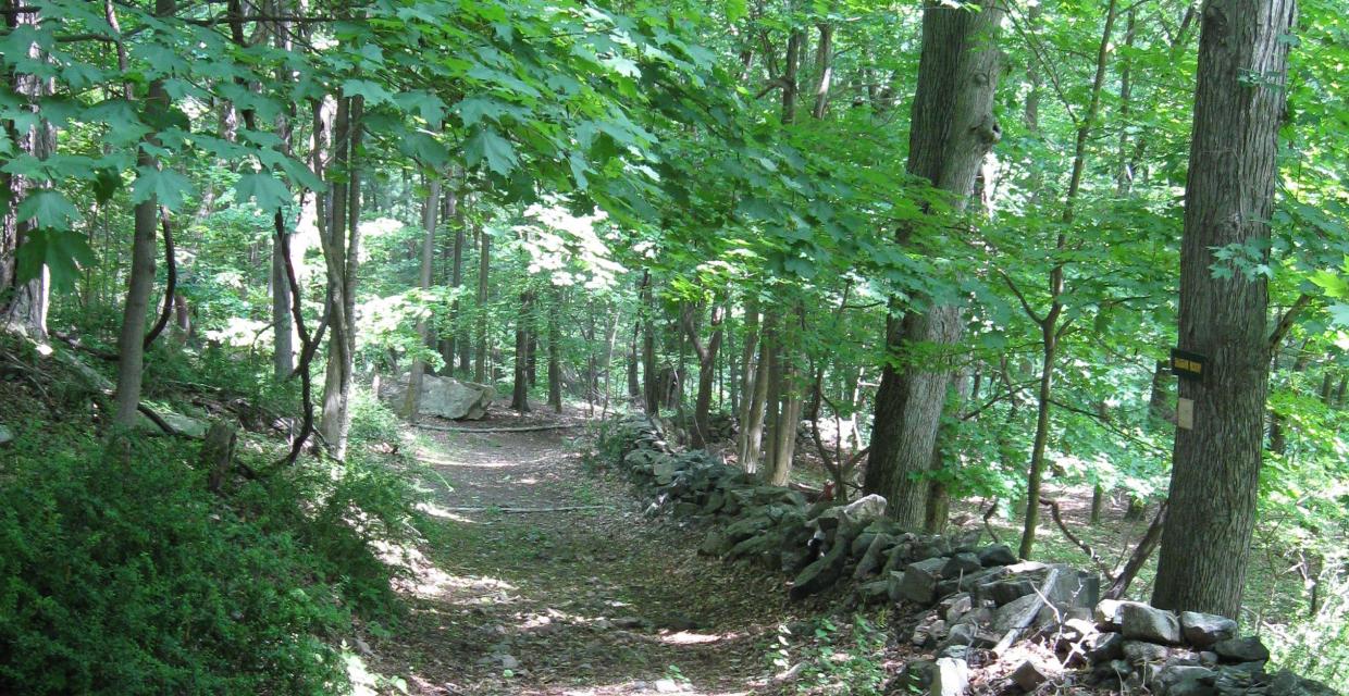 Easy Loop in Westmoreland Sanctuary Photo: Jane Daniels