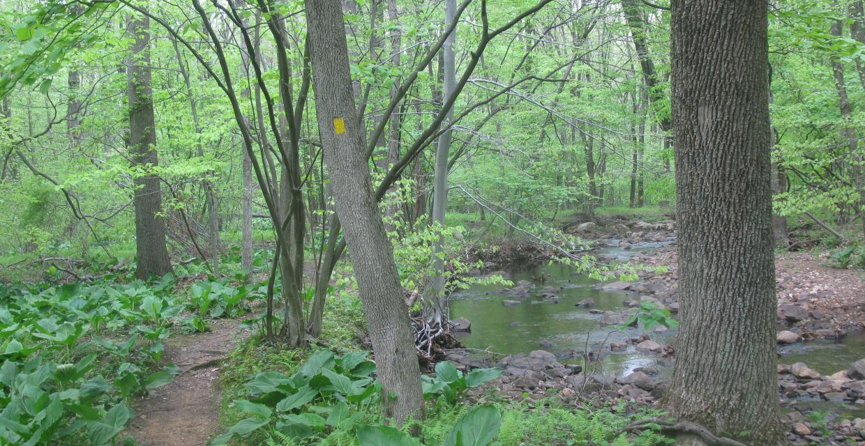 Along the Jackson Brook Trail in Hedden County Park - Photo credit: Daniel Chazin