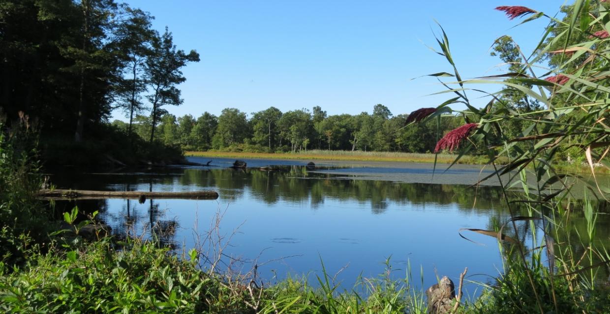 Scenic swamp in Weldon Brook Wildlife Management Area - Photo credit: Daniela Wagstaff