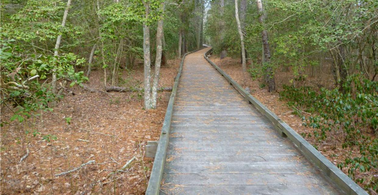 Boardwalk through Estell Manor Park - Photo credit: Daniela Wagstaff