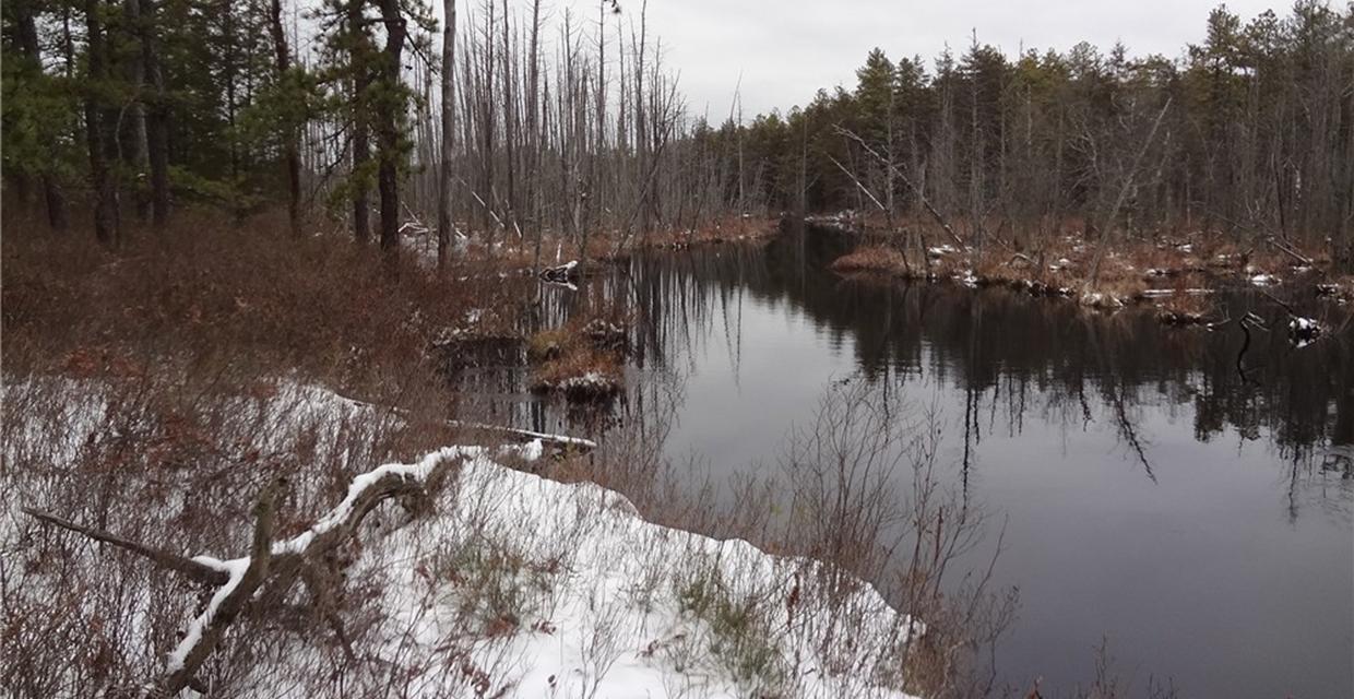 Along the West Branch Wading River - Franklin Parker Preserve - Photo credit: Daniela Wagstaff