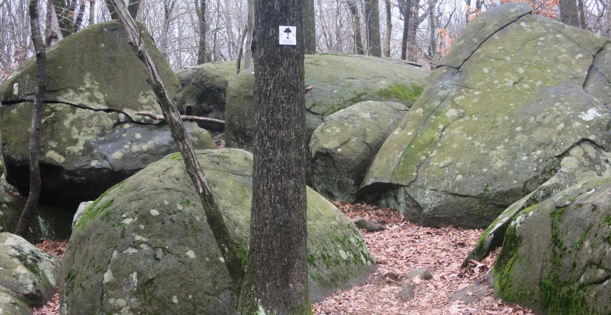 Boulders along the White Square Trail in Sourland Mountain Nature Preserve - Photo credit: Daniel Chazin