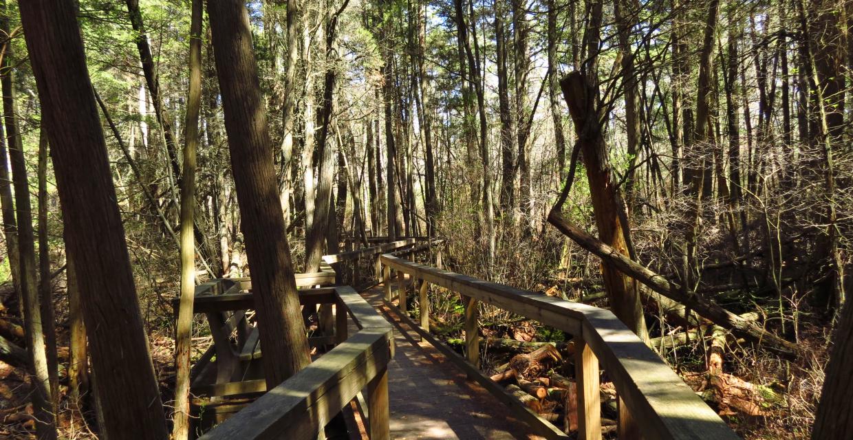 Bass River State Forest - Boardwalk across the white cedar bog - Photo by Daniela Wagstaff