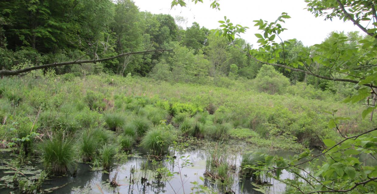 Wetlands in Yorktown Photo: Jane Daniels