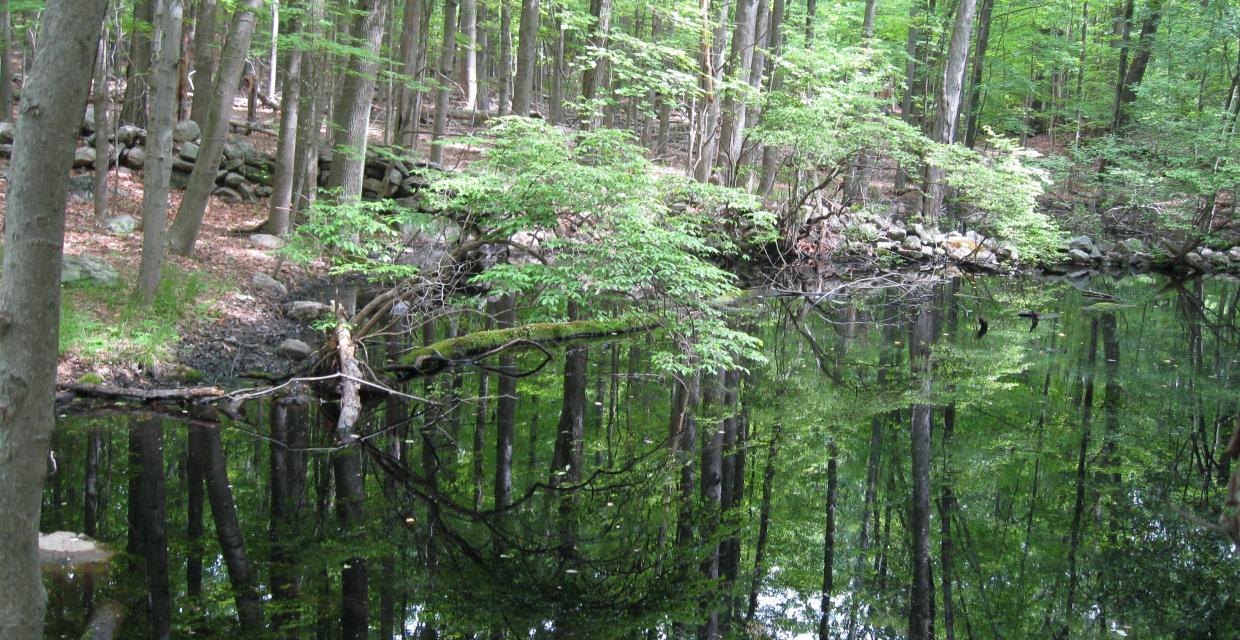 By a pond at Ward Pound Ridge Reservation - Photo: Jane Daniels