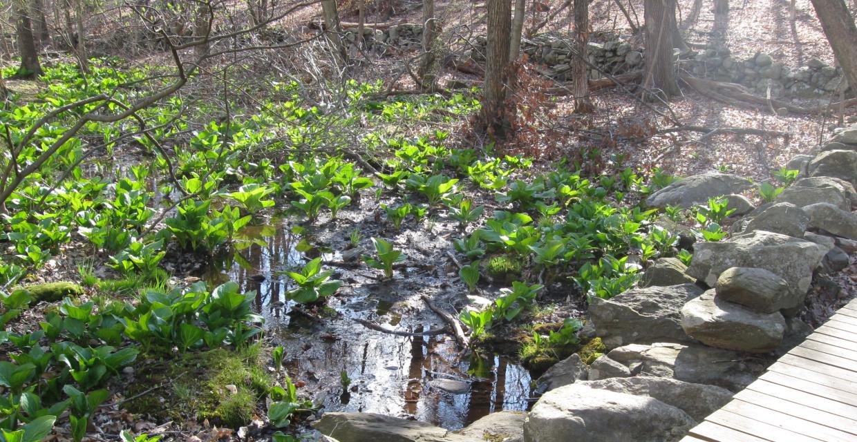 Skunk cabbage, a harbingers of spring Photo: Jane Daniels