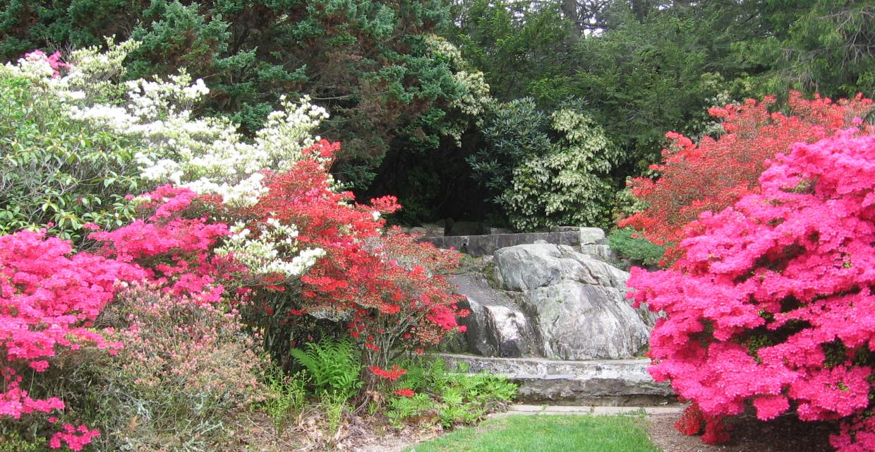 Waterfall and azaleas Photo: Jane Daniels