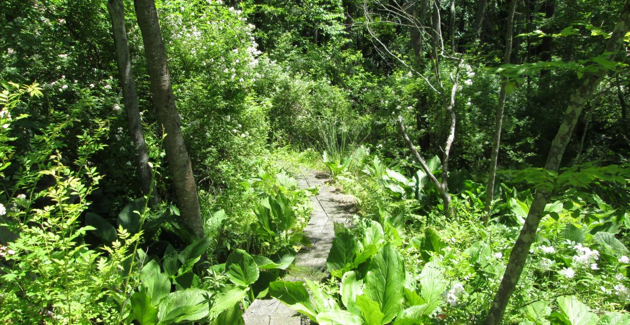 Puncheon through wetlands at Franklin Fels Preserve Photo: Jane Daniels