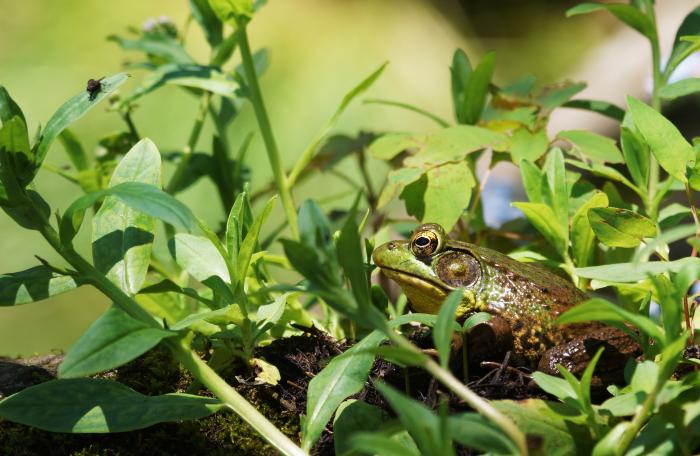 Frog - photo Thomas J. Faust