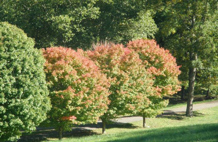 Maple trees just beginning to turn colors Photo Jane Daniels