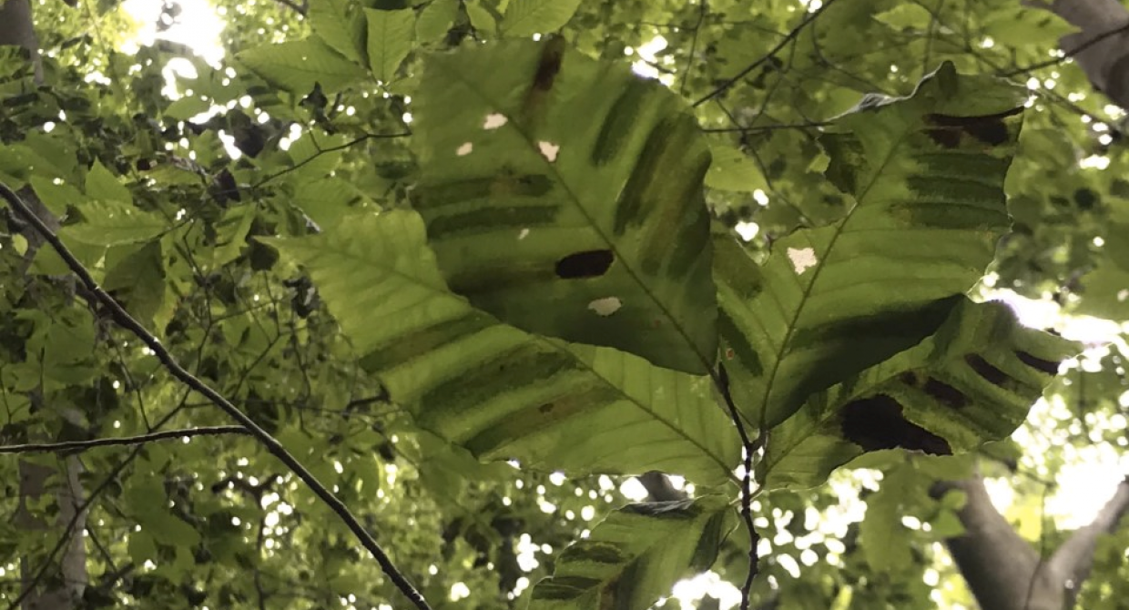 Beech Leaf Disease. Photo by John Zeiger of Westchester Land Trust.