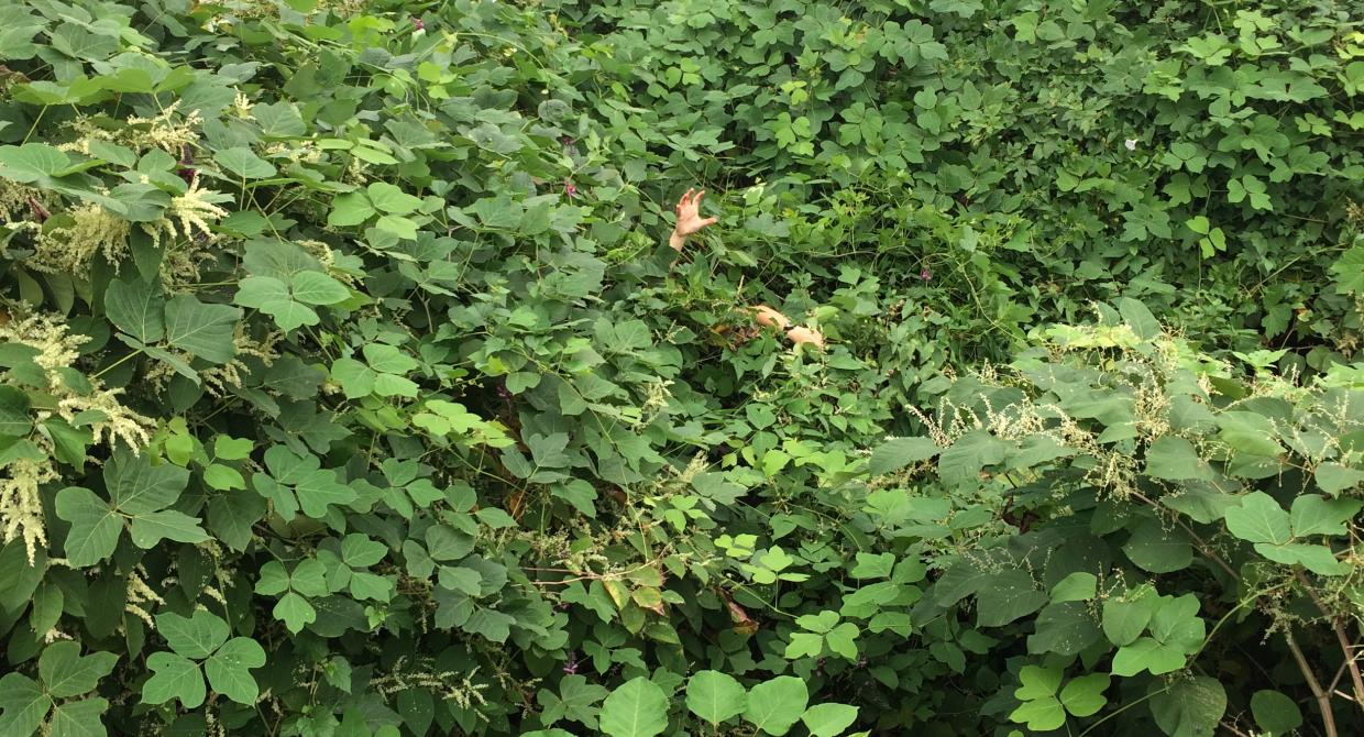 Invasives Strike Force Kudzu Site. Photo by Jill Aldridge