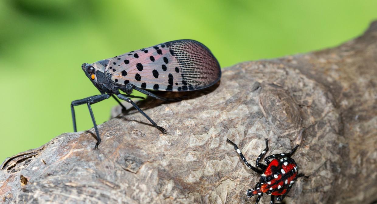 LF-spotted lanternfly (Lycorma delicatula) winged adult 4th instar nymph (red body) in Pennsylvania, on July 20, 2018. USDA-ARS Photo by Stephen Ausmus.