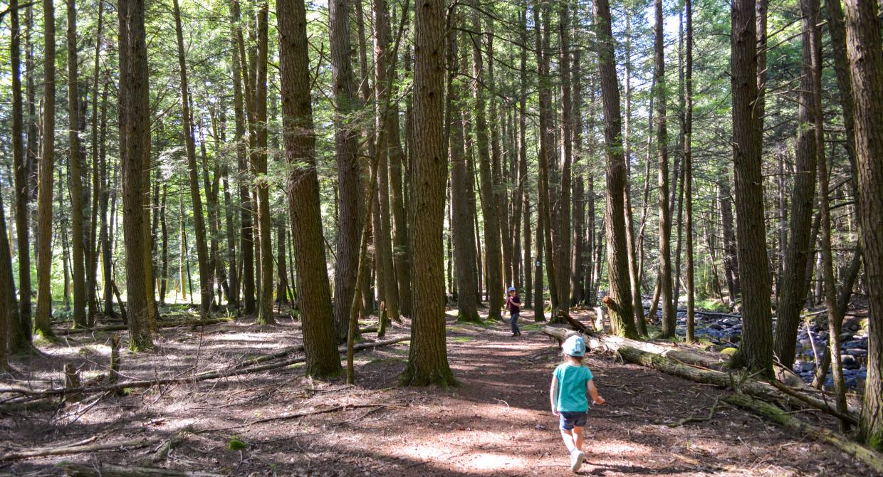 Children hiking in a forest. Photo by Jeremy Apgar.