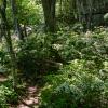 Along the Beacon Hill Trail Minnewaska State Park - Bill Roehrig