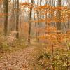 Along the NW Loop Trail - Ted Stiles Preserve at Baldpate Mountain - Photo credit: Daniela Wagstaff