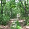 A sand road in Allaire State Park - Photo by Daniel Chazin