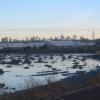 Cedar stumps along the trail, with the New York City skyline in the background - Photo by Daniel Chazin