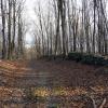 Woods roads in Highland Lakes State Park - Photo credit: Jakob Franke