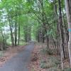 Highlands Trail through Goosepond Mountain State Park - Photo credit: Daniela Wagstaff