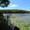 View of Silver Lake in Hamburg Mountain Wildlife Management Area - Photo credit: Daniela Wagstaff