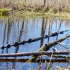 Turtles along the Wood Duck Nature Trail - Photo credit: Jeremy Apgar