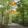 Autumn along the Long Path - Photo credit: Daniela Wagstaff