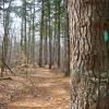 Pine trees along the Long Path - Photo credit: Daniela Wagstaff