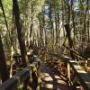 Bass River State Forest - Boardwalk across the white cedar bog - Photo by Daniela Wagstaff