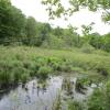 Wetlands in Yorktown Photo: Jane Daniels