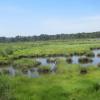 Salt marshes in Cattus Island County Park - Photo by Daniel Chazin