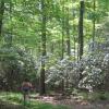 Hiking through laurel at Ward Pound Ridge Reservation - Photo: Jane Daniels