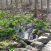 Skunk cabbage, a harbingers of spring Photo: Jane Daniels