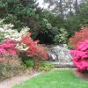 Waterfall and azaleas Photo: Jane Daniels