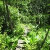 Puncheon through wetlands at Franklin Fels Preserve Photo: Jane Daniels