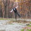 Dancing on Dancing Rock at Ward Pound Ridge Reservation - Photo: Jane Daniels