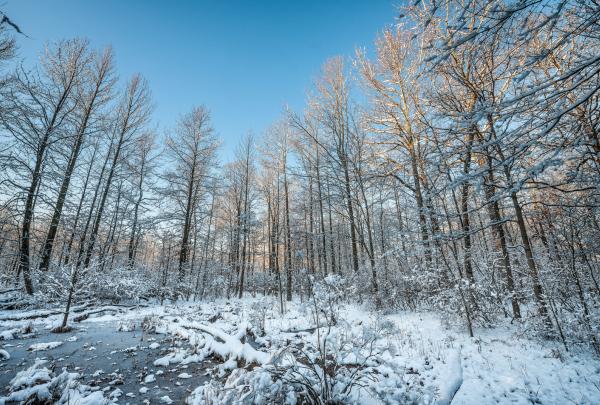 Great Swamp National Wildlife Refuge: one of New Jersey's wilderness areas. Photo by Mike Tschappat.