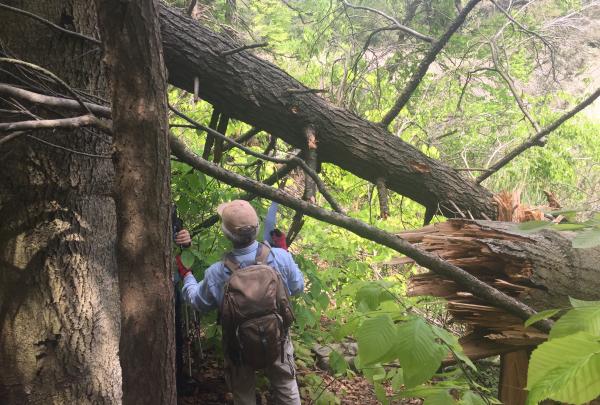 Volunteers examine blowdown on the Long Path in Harriman State Park after a violent storm in May 2018. Photo credit: Kevin McGuinness.