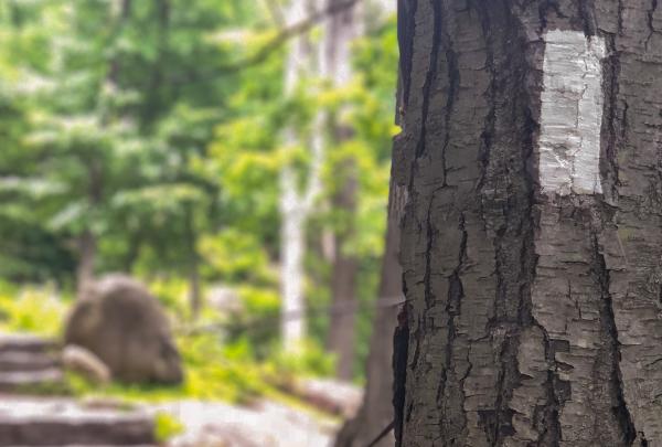 Appalachian Trail at Bear Mountain. Photo by Heather Darley.