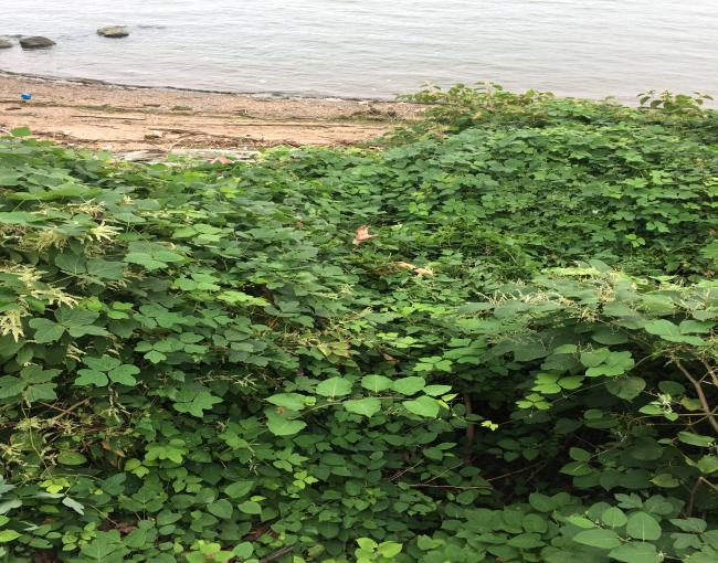 Invasives Strike Force Kudzu Site. Photo by Jill Aldridge