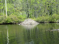 Beaver Lodge at Northeast Corner of Sterling Lake. Photo by Daniel Chazin.